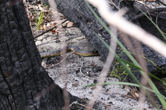 Notechis scutatus occidentalis