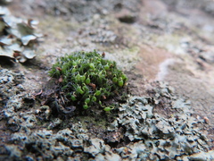 Grimmia pulvinata