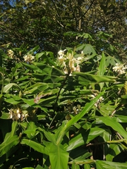 Hedychium