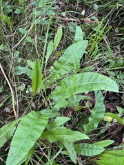 Rumex hydrolapathum