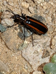 Pyrota akhurstiana