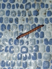 Orvasca subnotata