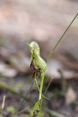 Pterostylis barbata