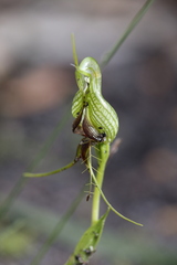 Pterostylis barbata