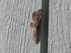 Rheumaptera meadii