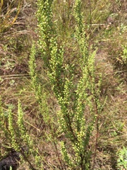 Artemisia biennis