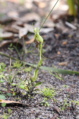 Pterostylis barbata