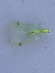 Leucochrysa insularis