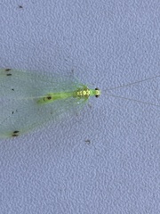 Leucochrysa insularis