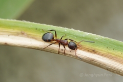 Dolichoderus pustulatus