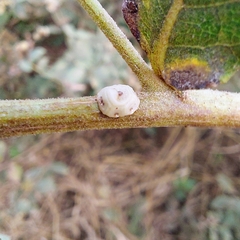 Ceroplastes sinensis