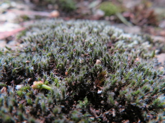 Grimmia laevigata
