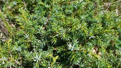 Juniperus communis