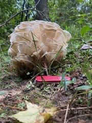 Sparassis spathulata