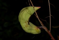 Baizongia pistaciae
