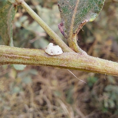 Ceroplastes sinensis