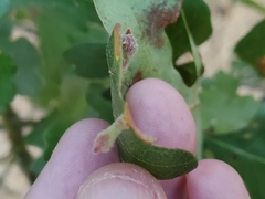 Atrusca clavuloides