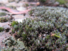 Grimmia laevigata