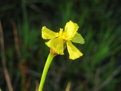 Xyris ambigua