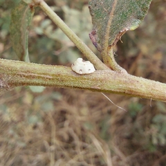 Ceroplastes sinensis