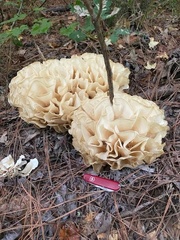 Sparassis spathulata