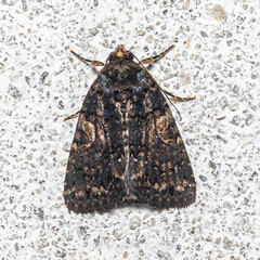 Noctuoidea