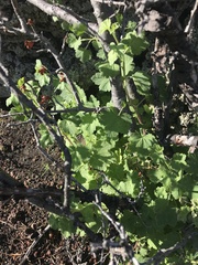 Ribes montigenum