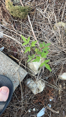 Clematis drummondii