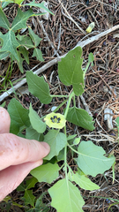 Physalis cinerascens