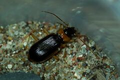 Nebria livida