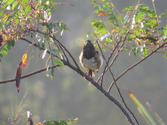 Pipilo erythrophthalmus