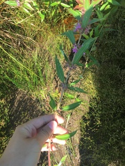 Decodon verticillatus