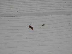 Sphaeropthalma unicolor