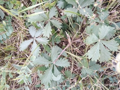 Potentilla intermedia