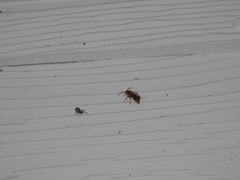 Sphaeropthalma unicolor