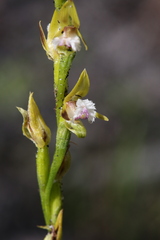 Prasophyllum fimbria