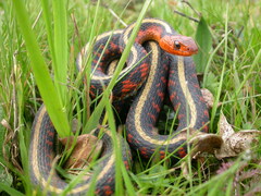 Thamnophis sirtalis concinnus