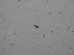 Sphaeropthalma unicolor