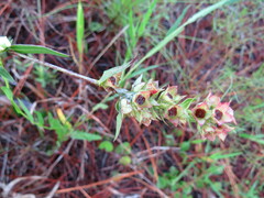 Ludwigia suffruticosa