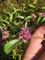 Decodon verticillatus