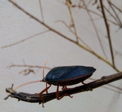 Edessa rufomarginata