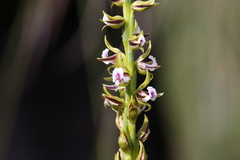 Prasophyllum fimbria