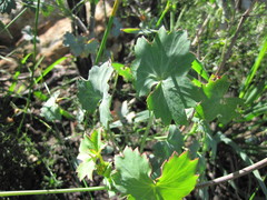 Pelargonium tabulare