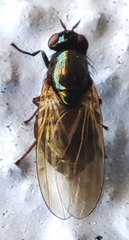 Diptera