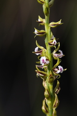 Prasophyllum fimbria