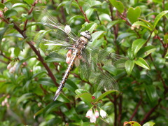 Rhionaeschna californica