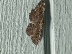 Rheumaptera meadii