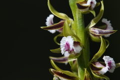 Prasophyllum fimbria