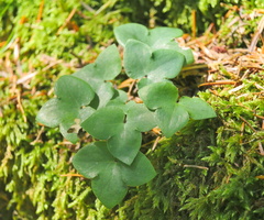 Hepatica nobilis