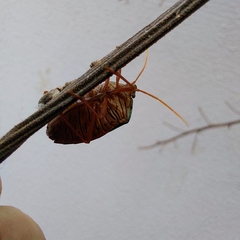 Edessa rufomarginata